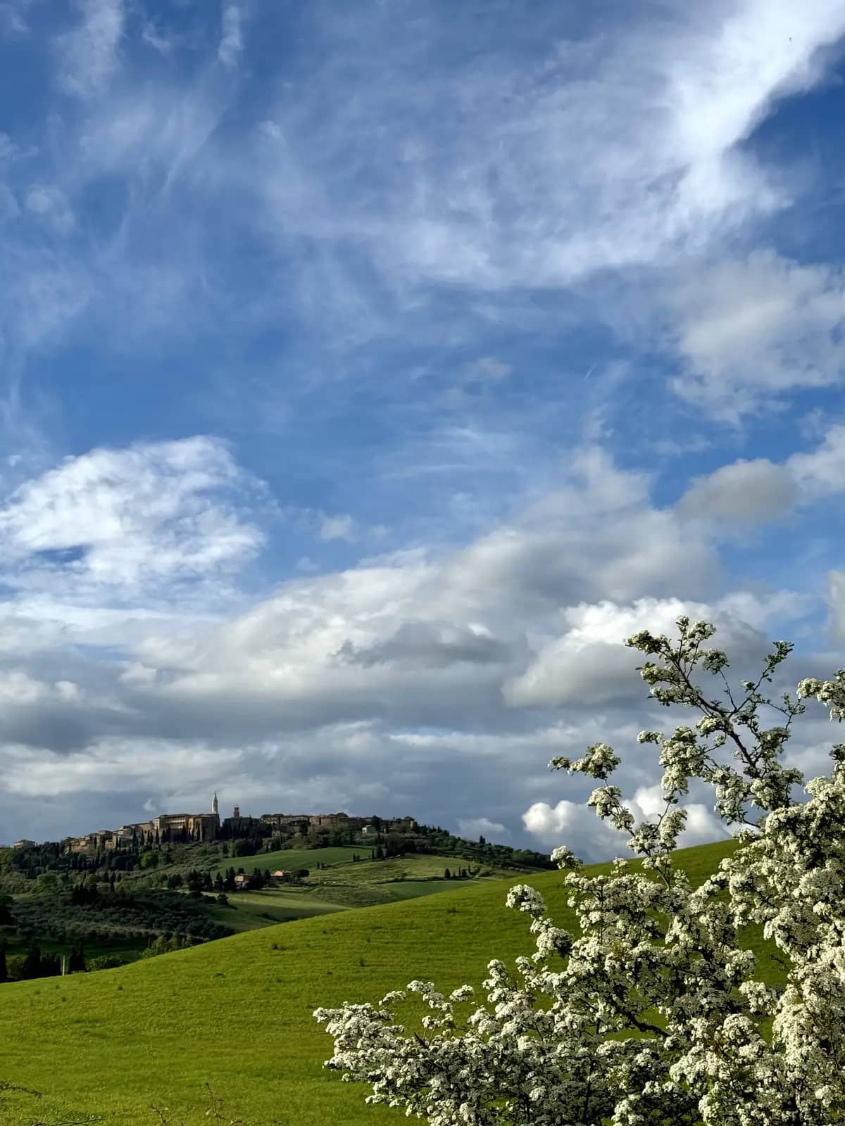 A distant view of the historic hilltop town of Pienza rising above the iconic rolling green hills and neat rows of cypress trees in the Tuscan countryside.